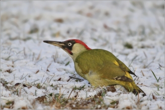 <p>ŽLUNA ZELENÁ (Picus viridis)</p>